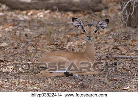 "Impala (Aepyceros melampus), young, South Luangwa National Park, Zambia, Africa" View Large Photo Image Picture - "Impala (Aepyceros melampus), young, South Luangwa National Park, Zambia, Africa". Fotosearch