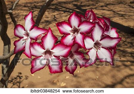 "Impala Lily (Adenium multiflorum), Kruger National Park, South Africa, Africa" View Large Photo Image Picture - "Impala Lily (Adenium multiflorum), Kruger National Park, South Africa, Africa". Fotosearch