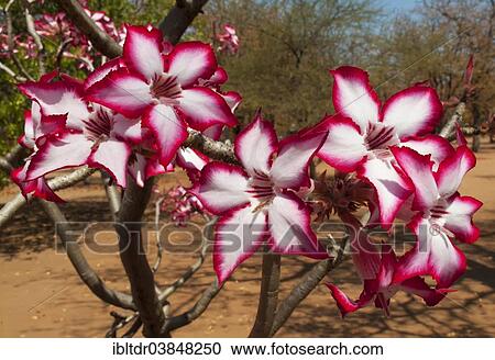 "Impala Lily (Adenium multiflorum), Shingwedzi Camp, Kruger National Park, South Africa, Africa" View Large Photo Image Stock Image - "Impala Lily (Adenium multiflorum), Shingwedzi Camp, Kruger National Park, South Africa, Africa". Fotosearch