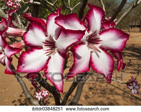 "Impala Lily (Adenium multiflorum), Shingwedzi Camp, Kruger National Park, South Africa, Africa" View Large Photo Image Stock Image - "Impala Lily (Adenium multiflorum), Shingwedzi Camp, Kruger National Park, South Africa, Africa". Fotosearch