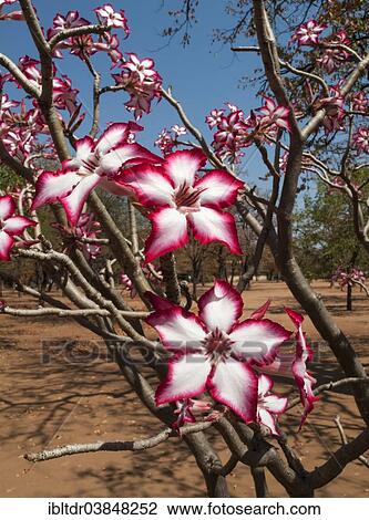 Stock Image - "Impala Lily (Adenium multiflorum), Shingwedzi Camp, Kruger National Park, South Africa, Africa". Fotosearch