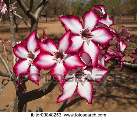 "Impala Lily (Adenium multiflorum), Shingwedzi Camp, Kruger National Park, South Africa, Africa" View Large Photo Image Stock Image - "Impala Lily (Adenium multiflorum), Shingwedzi Camp, Kruger National Park, South Africa, Africa". Fotosearch