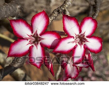 "Impala Lily (Adenium multiflorum), Kruger National Park, South Africa, Africa" View Large Photo Image Stock Photo - "Impala Lily (Adenium multiflorum), Kruger National Park, South Africa, Africa". Fotosearch