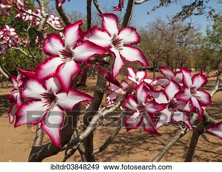 "Impala Lily (Adenium multiflorum), Shingwedzi Camp, Kruger National Park, South Africa, Africa" View Large Photo Image Stock Photo - "Impala Lily (Adenium multiflorum), Shingwedzi Camp, Kruger National Park, South Africa, Africa". Fotosearch