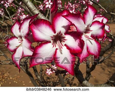 "Impala Lily (Adenium multiflorum), Kruger National Park, South Africa, Africa" View Large Photo Image Stock Photograph - "Impala Lily (Adenium multiflorum), Kruger National Park, South Africa, Africa". Fotosearch