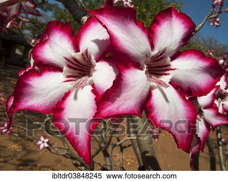"Impala Lily (Adenium multiflorum), Kruger National Park, South Africa, Africa" View Large Photo Image Stock Photography - "Impala Lily (Adenium multiflorum), Kruger National Park, South Africa, Africa". Fotosearch