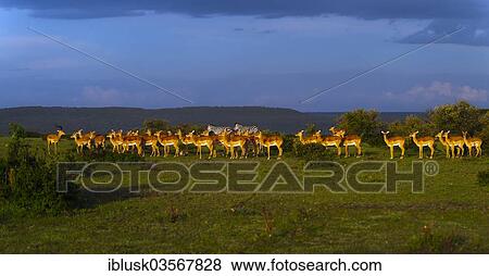 Stock Photo - "Impalas (Aepyceros melampus), adult male with a herd of females in the evening light, Massai Mara, Serengeti, Rift Valley province, Kenya, Africa". Fotosearch