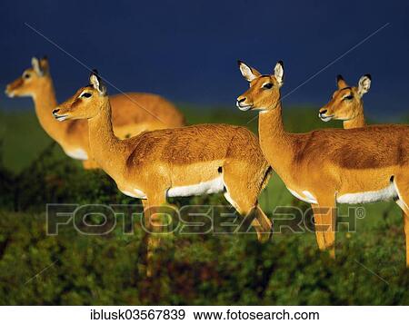 Stock Photo - "Impalas (Aepyceros melampus) in in the evening light, against a dark stormy sky, Massai Mara, Serengeti, Rift Valley province, Kenya, Africa". Fotosearch