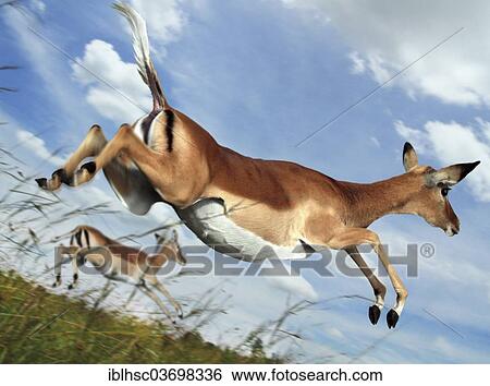 "Impalas (Aepyceros melampus) jumping, Masai Mara, Serengeti, Rift Valley Province, Kenya, Africa" View Large Photo Image Stock Photograph - "Impalas (Aepyceros melampus) jumping, Masai Mara, Serengeti, Rift Valley Province, Kenya, Africa". Fotosearch