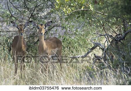 "Impalas (Aepyceros melampus), Kruger National Park, Skukuza, South Africa, Africa" View Large Photo Image Stock Photograph - "Impalas (Aepyceros melampus), Kruger National Park, Skukuza, South Africa, Africa". Fotosearch