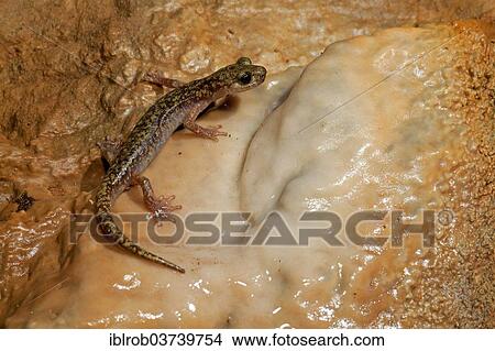 "Imperial cave salamander (Speleomantes imperialis), Sardinia, Italy, Europe" View Large Photo Image Picture - "Imperial cave salamander (Speleomantes imperialis), Sardinia, Italy, Europe". Fotosearch