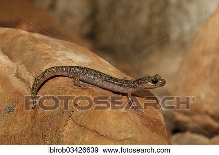 "Imperial cave salamander (Speleomantes imperialis), Sardinia, Italy, Europe" View Large Photo Image Stock Photo - "Imperial cave salamander (Speleomantes imperialis), Sardinia, Italy, Europe". Fotosearch