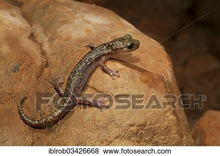 "Imperial cave salamander (Speleomantes imperialis), Sardinia, Italy, Europe" View Large Photo Image Stock Photo - "Imperial cave salamander (Speleomantes imperialis), Sardinia, Italy, Europe". Fotosearch
