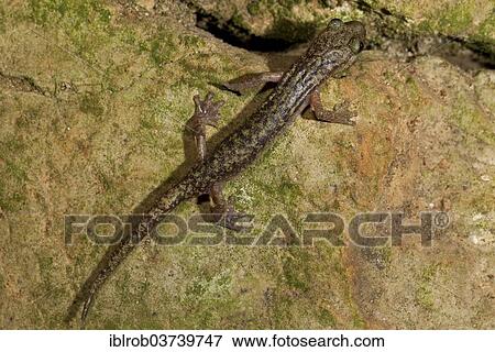 Stock Photo - "Imperial cave salamander (Speleomantes imperialis), Sardinia, Italy, Europe". Fotosearch
