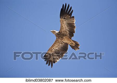 "Imperial Eagle (Aquila heliaca) in flight, Oman, Asia" View Large Photo Image Stock Photo - "Imperial Eagle (Aquila heliaca) in flight, Oman, Asia". Fotosearch
