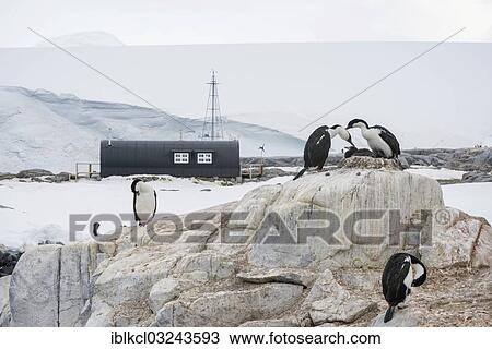 "Imperial Shags, Blue-eyed Shags or Blue-eyed Cormorants (Phalacrocorax atriceps), in front of buildings at Port Lockroy, Port Lockroy, Antarctic Peninsula, Antarctica" View Large Photo Image Stock Image - "Imperial Shags, Blue-eyed Shags or Blue-eyed Cormorants (Phalacrocorax atriceps), in front of buildings at Port Lockroy, Port Lockroy, Antarctic Peninsula, Antarctica". Fotosearch