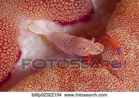 "Imperial Shrimp (Periclimenes imperator), adult, on Spanish Dancer (Hexabranchus sanguineus), Ambon Island, Maluku Islands, Banda Sea, Indonesia, Southeast Asia, Asia" View Large Photo Image Picture - "Imperial Shrimp (Periclimenes imperator), adult, on Spanish Dancer (Hexabranchus sanguineus), Ambon Island, Maluku Islands, Banda Sea, Indonesia, Southeast Asia, Asia". Fotosearch