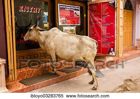 "In the streets of Bundi, Rajasthan, India, Asia" View Large Photo Image Stock Photography - "In the streets of Bundi, Rajasthan, India, Asia". Fotosearch