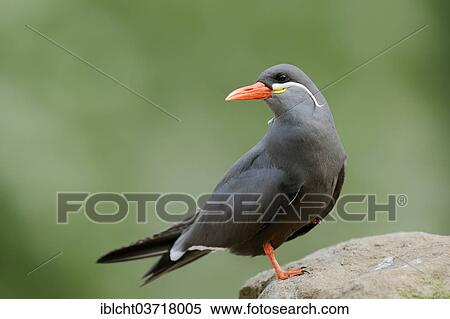 Stock Photography - "Inca Tern (Larosterna inca), native to Africa, captive, The Netherlands, Europe". Fotosearch