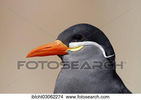 "Inca Tern (Larosterna inca), portrait, occurrence in South America, captive, The Netherlands, Europe" View Large Photo Image Picture - "Inca Tern (Larosterna inca), portrait, occurrence in South America, captive, The Netherlands, Europe". Fotosearch