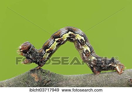 "Inchworm, Mottled Umber (Erannis defoliaria), North Rhine-Westphalia, Germany, Europe" View Large Photo Image Stock Photo - "Inchworm, Mottled Umber (Erannis defoliaria), North Rhine-Westphalia, Germany, Europe". Fotosearch