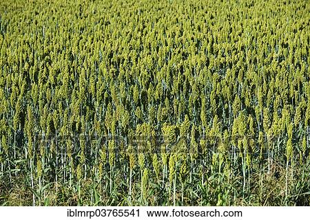 "Indian barnyard millet (Echinochloa frumentacea) Region Aquitaine, France, Europe" View Large Photo Image Stock Image - "Indian barnyard millet (Echinochloa frumentacea) Region Aquitaine, France, Europe". Fotosearch