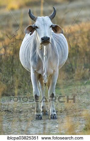 Stock Image - "Indian cattle, Keoladeo National Park, Bharatpur, Rajasthan, India, Asia". Fotosearch