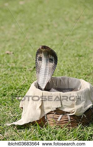 "Indian Cobra, Asian Cobra or Spectacled Cobra (Naja naja) in a snake charmer's basket, New Delhi, Delhi, India, Asia" View Large Photo Image Picture - "Indian Cobra, Asian Cobra or Spectacled Cobra (Naja naja) in a snake charmer's basket, New Delhi, Delhi, India, Asia". Fotosearch