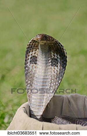 "Indian Cobra, Asian Cobra or Spectacled Cobra (Naja naja) in a snake charmer's basket, New Delhi, Delhi, India, Asia" View Large Photo Image Stock Image - "Indian Cobra, Asian Cobra or Spectacled Cobra (Naja naja) in a snake charmer's basket, New Delhi, Delhi, India, Asia". Fotosearch