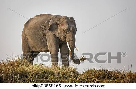 "Indian Elephant (Elephas maximus indicus), feeding, Kaziranga National Park, Assam, India, Asia" View Large Photo Image Stock Photography - "Indian Elephant (Elephas maximus indicus), feeding, Kaziranga National Park, Assam, India, Asia". Fotosearch