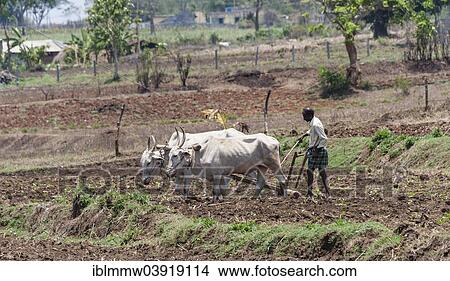 "Indian farmer plowing field with yoke of oxen, Nagarhole National Park, Karnataka, India, Asia" View Large Photo Image Picture - "Indian farmer plowing field with yoke of oxen, Nagarhole National Park, Karnataka, India, Asia". Fotosearch
