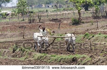 "Indian farmer plowing field with yoke of oxen, Nagarhole National Park, Karnataka, India, Asia" View Large Photo Image Stock Photography - "Indian farmer plowing field with yoke of oxen, Nagarhole National Park, Karnataka, India, Asia". Fotosearch