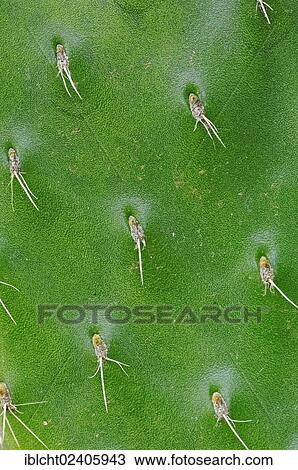 "Indian Fig Opuntia, Barbary Fig or Prickly Pear (Opuntia ficus-indica), leaf detail" View Large Photo Image Stock Image - "Indian Fig Opuntia, Barbary Fig or Prickly Pear (Opuntia ficus-indica), leaf detail". Fotosearch