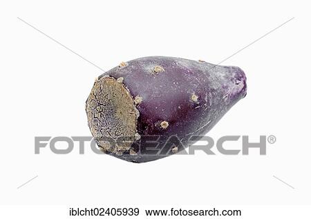 "Indian Fig Opuntia, Barbary Fig or Prickly Pear (Opuntia ficus-indica), fruit" View Large Photo Image Stock Photo - "Indian Fig Opuntia, Barbary Fig or Prickly Pear (Opuntia ficus-indica), fruit". Fotosearch