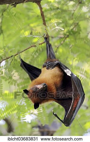 "Indian Flying Fox or Greater Indian Fruit Bat (Pteropus giganteus), male at roost, Uttar Pradesh, India, Asia" View Large Photo Image Stock Image - "Indian Flying Fox or Greater Indian Fruit Bat (Pteropus giganteus), male at roost, Uttar Pradesh, India, Asia". Fotosearch