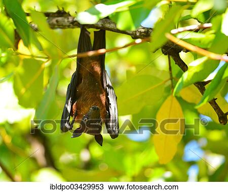 "Indian flying fox or Greater Indian Fruit Bat (Pteropus giganteus) hanging from a tree, Ari Atoll, Maldives, Asia" View Large Photo Image Stock Image - "Indian flying fox or Greater Indian Fruit Bat (Pteropus giganteus) hanging from a tree, Ari Atoll, Maldives, Asia". Fotosearch