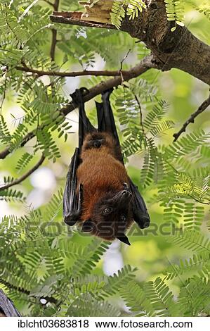 "Indian Flying Fox or Greater Indian Fruit Bat (Pteropus giganteus), male at roost, Uttar Pradesh, India, Asia" View Large Photo Image Stock Photo - "Indian Flying Fox or Greater Indian Fruit Bat (Pteropus giganteus), male at roost, Uttar Pradesh, India, Asia". Fotosearch
