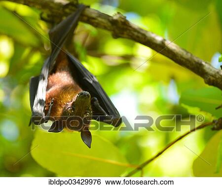 "Indian flying fox or Greater Indian Fruit Bat (Pteropus giganteus) hanging from a tree, Ari Atoll, Maldives, Asia" View Large Photo Image Stock Photograph - "Indian flying fox or Greater Indian Fruit Bat (Pteropus giganteus) hanging from a tree, Ari Atoll, Maldives, Asia". Fotosearch