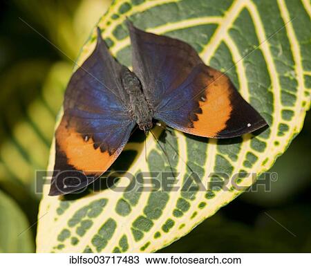 Stock Image - "Indian Leafwing (Kallima paralekta), sitting on a leaf, captive, native to Java and Sumatra, Saxony, Germany, Europe". Fotosearch