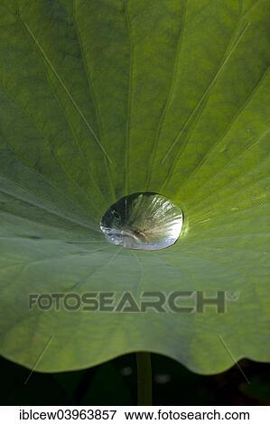 "Indian Lotus (Nelumbo nucifera), leaf with water droplet, lotus effect, Arboretum Baumpark Ellerhoop, Schleswig-Holstein, Germany, Europe" View Large Photo Image Stock Photo - "Indian Lotus (Nelumbo nucifera), leaf with water droplet, lotus effect, Arboretum Baumpark Ellerhoop, Schleswig-Holstein, Germany, Europe". Fotosearch