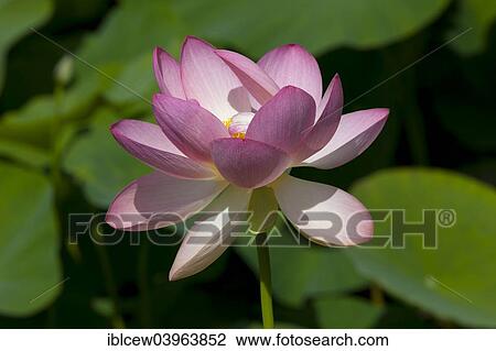 "Indian Lotus (Nelumbo nucifera), flower, Arboretum Baumpark Ellerhoop, Schleswig-Holstein, Germany, Europe" View Large Photo Image Stock Image - "Indian Lotus (Nelumbo nucifera), flower, Arboretum Baumpark Ellerhoop, Schleswig-Holstein, Germany, Europe". Fotosearch