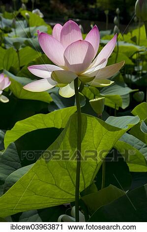 "Indian Lotus (Nelumbo nucifera), Arboretum Baumpark Ellerhoop, Schleswig-Holstein, Germany, Europe" View Large Photo Image Stock Image - "Indian Lotus (Nelumbo nucifera), Arboretum Baumpark Ellerhoop, Schleswig-Holstein, Germany, Europe". Fotosearch