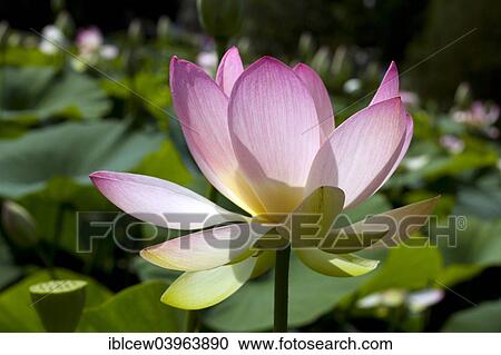 "Indian Lotus (Nelumbo nucifera) flower, Arboretum Baumpark Ellerhoop, Schleswig-Holstein, Germany, Europe" View Large Photo Image Stock Image - "Indian Lotus (Nelumbo nucifera) flower, Arboretum Baumpark Ellerhoop, Schleswig-Holstein, Germany, Europe". Fotosearch