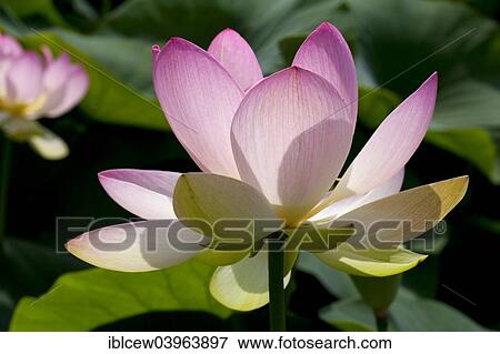 "Indian Lotus (Nelumbo nucifera) flower, Arboretum Baumpark Ellerhoop, Schleswig-Holstein, Germany, Europe" View Large Photo Image Stock Photo - "Indian Lotus (Nelumbo nucifera) flower, Arboretum Baumpark Ellerhoop, Schleswig-Holstein, Germany, Europe". Fotosearch