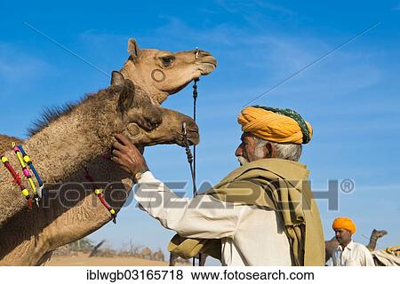 Stock Photo - "Indian man with a turban is examining two camels, camel market, Pushkar Fair, Pushkar, Rajasthan, India, Asia". Fotosearch