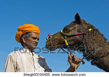 "Indian man with an orange turban holding his camel by the reins, Pushkar Camel Fair, Pushkar, Rajasthan, India, Asia" View Large Photo Image Stock Image - "Indian man with an orange turban holding his camel by the reins, Pushkar Camel Fair, Pushkar, Rajasthan, India, Asia". Fotosearch