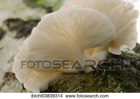 "Indian Oyster, Lung Oyster or Pale Oyster (Pleurotus pulmonarius), North Rhine-Westphalia, Germany, Europe" View Large Photo Image Picture - "Indian Oyster, Lung Oyster or Pale Oyster (Pleurotus pulmonarius), North Rhine-Westphalia, Germany, Europe". Fotosearch