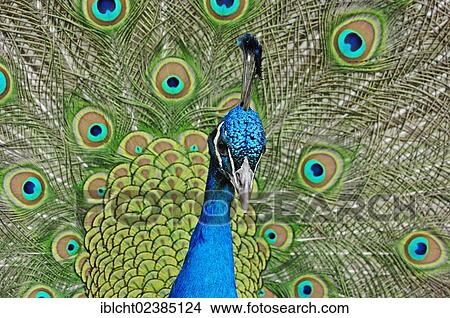 Picture - "Indian Peafowl or Blue Peafowl (Pavo cristatus), male plumage during a courtship display, native to India, North Rhine-Westphalia, Germany, Europe". Fotosearch