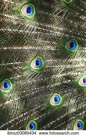 "Indian Peafowl or Blue Peafowl (Pavo cristatus), peacock, plumage detail, Z? ƒurich, Switzerland, Europe" View Large Photo Image Picture - "Indian Peafowl or Blue Peafowl (Pavo cristatus), peacock, plumage detail, Z? ƒurich, Switzerland, Europe". Fotosearch