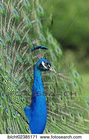 "Indian Peafowl or Blue Peafowl (Pavo cristatus), male plumage during a courtship display, native to India, North Rhine-Westphalia, Germany, Europe" View Large Photo Image Stock Image - "Indian Peafowl or Blue Peafowl (Pavo cristatus), male plumage during a courtship display, native to India, North Rhine-Westphalia, Germany, Europe". Fotosearch